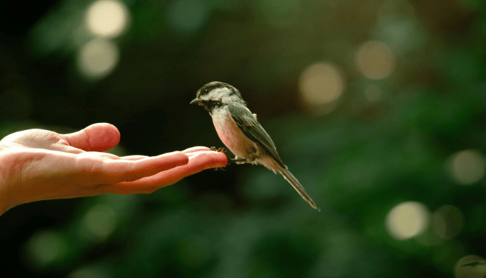HDC kindness